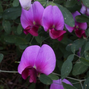 lathyrus grandiflorus